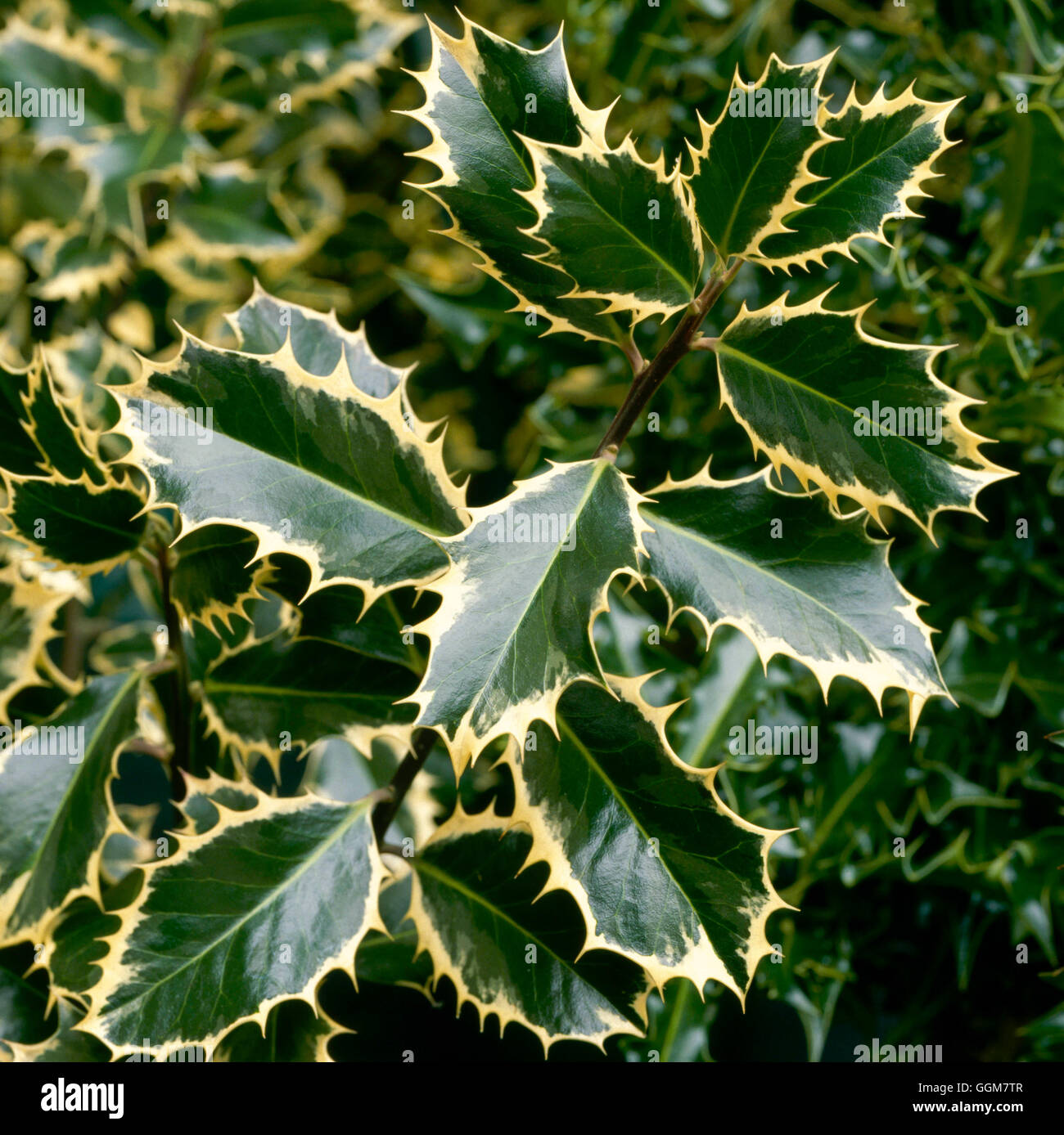 Ilex aquifolium - `Handsworth New Silver' AGM (Female)   TRS058271 Stock Photo